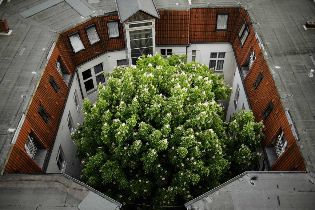 Tree in a courtyard in Berlin, seen from above