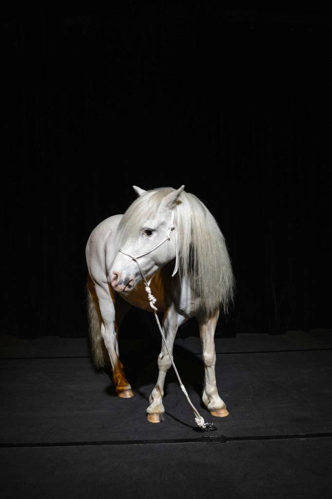 White Pony on a stage